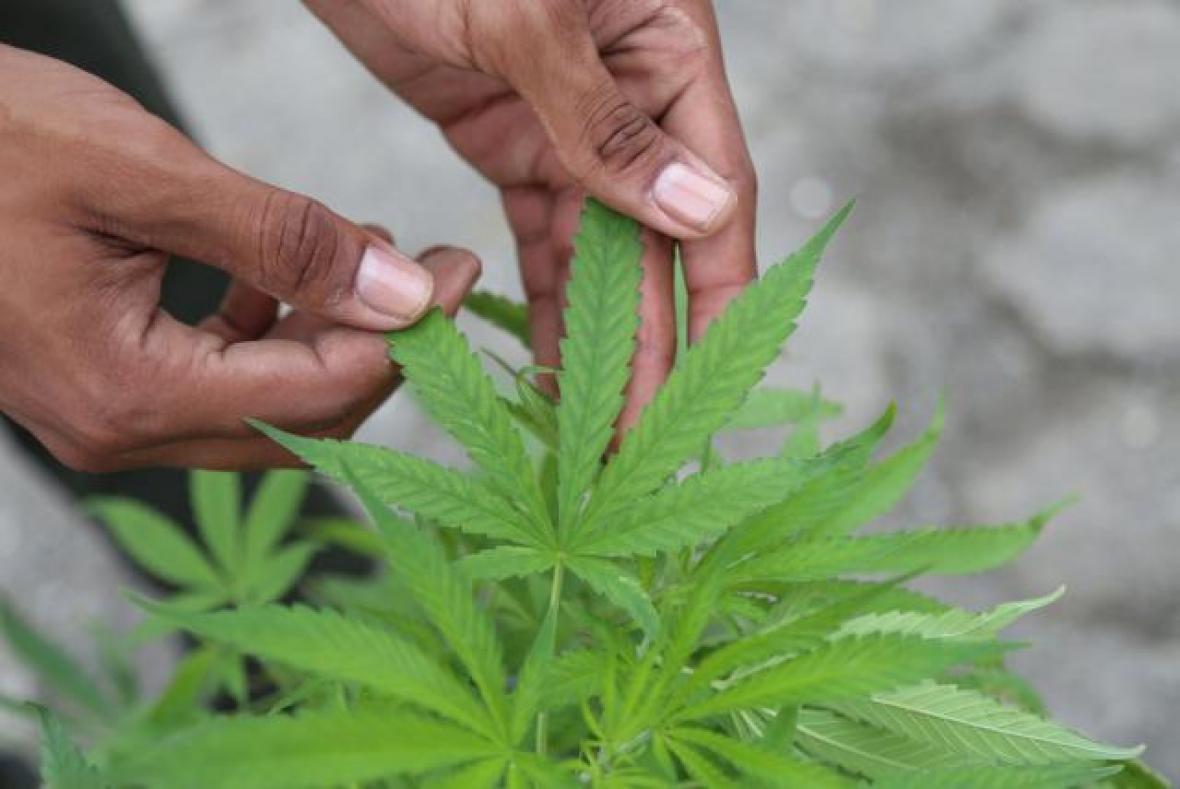 Marihuana