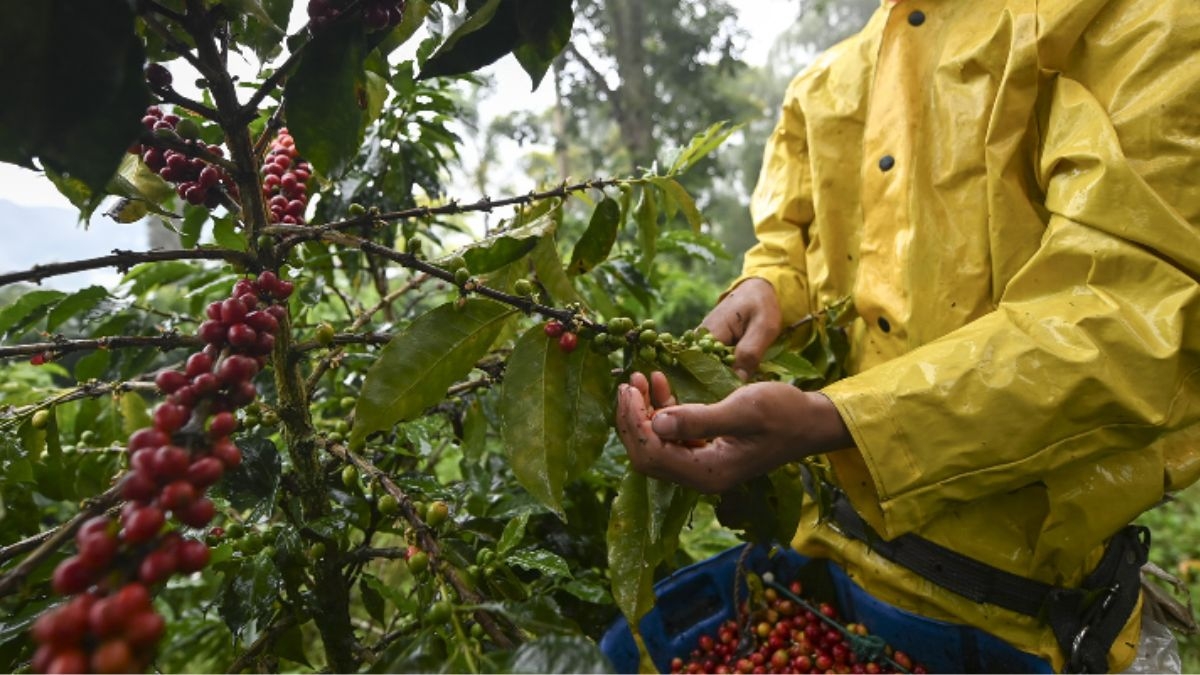 café colombiano